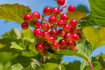 Red and Yellow Wolf Berries Growing on a Bush on a Sunny Day