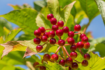 Red and Yellow Wolf Berries Growing on a Bush on a Sunny Day