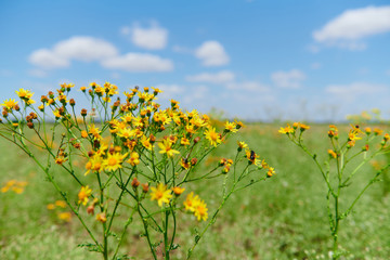 Wild grass with yellow flowers - beautiful summer landscape
