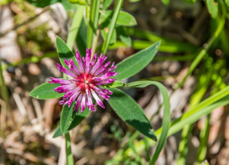 Closeup of a Pink and White Wildflower on a Sunny Summer Day