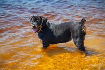 Rottweiler Puppy Dog Standing On Water At Lake