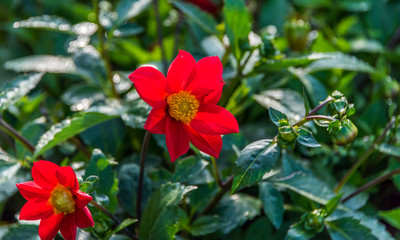 Bright Red Flower in a Garden on a Sunny Summer Day