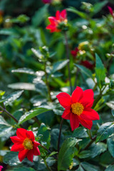 Bright Red Flower in a Garden on a Sunny Summer Day