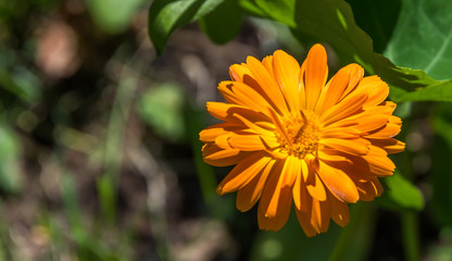 Colorful Orange and Yellow Flowers in a Garden