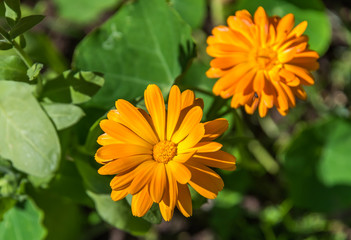 Colorful Orange and Yellow Flowers in a Garden