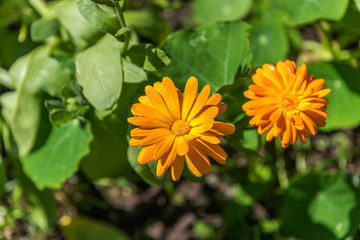 Colorful Orange and Yellow Flowers in a Garden
