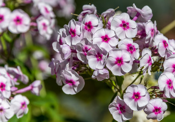 Pink and White Flowers in a Garden on a Sunny Summer Day