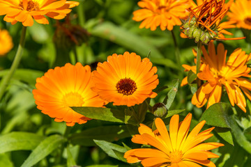 Colorful Orange and Yellow Flowers in a Garden