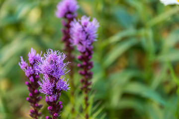 Purple Flowers in a Garden on a Sunny Summer Day