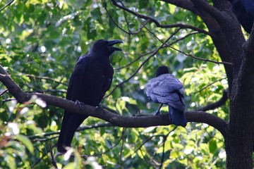 crow on branch