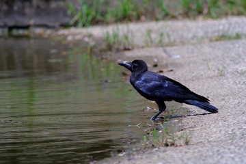 crow on pond