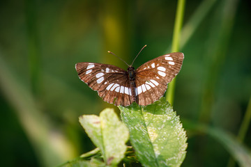 butterfly on a leaf