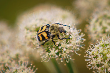 Macro insects