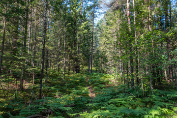 Beautiful Pine Forest on a Sunny Day in Summer