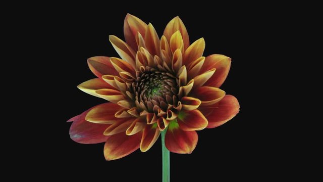 Time-lapse of growing and opening orange Dahlia (Asteraceae) flower 4f3 in RGB + ALPHA matte format isolated on black background