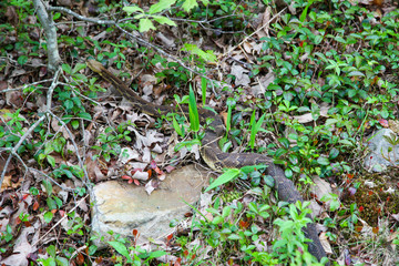 Pennsylvania Timer Rattlesnake Slithering Through Underbrush