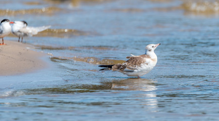 Terns and Seagulls resting on a Baltic Sea Beach