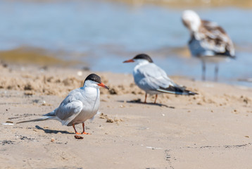 Terns and Seagulls resting on a Baltic Sea Beach