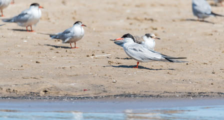 Terns and Seagulls resting on a Baltic Sea Beach