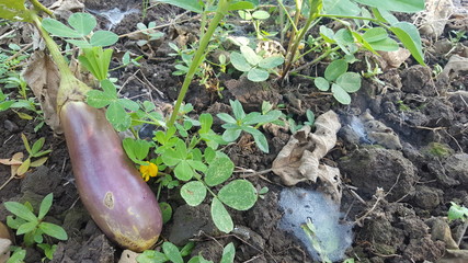 Solanum melongena plant in the middle of a peanut plant, one form of intercropping to get more results in terms of business