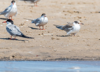 Terns and Seagulls resting on a Baltic Sea Beach