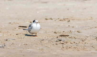 Terns and Seagulls resting on a Baltic Sea Beach