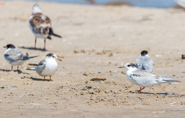 Terns and Seagulls resting on a Baltic Sea Beach