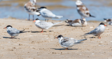 Terns and Seagulls resting on a Baltic Sea Beach