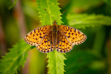 butterfly on flower