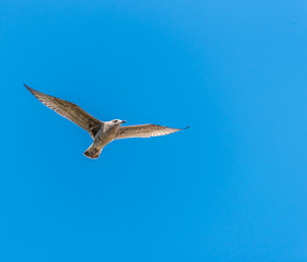 Young Seagull Flying in a Clear Blue Sky