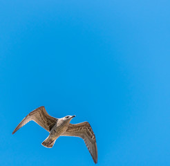 Young Seagull Flying in a Clear Blue Sky
