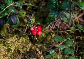 Lingonberries Growing in a Forest in Latvia