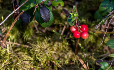 Lingonberries Growing in a Forest in Latvia