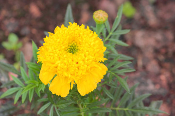 beautiful, fresh, yellow Tagetes flower on a background of green leaves, illuminated by the light of the sun in the garden