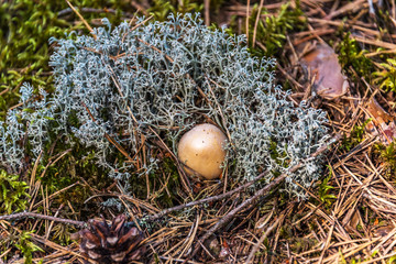 Closeup of a Mushroom on a Forest Floor in the Summer in Latvia