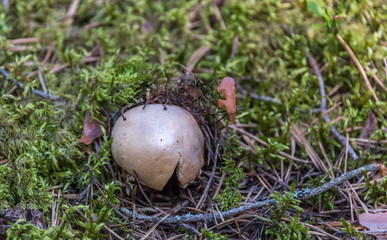 Closeup of a Mushroom on a Forest Floor in the Summer in Latvia