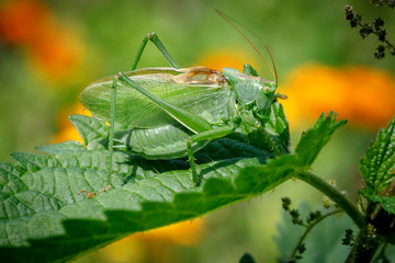 grasshopper on leaf