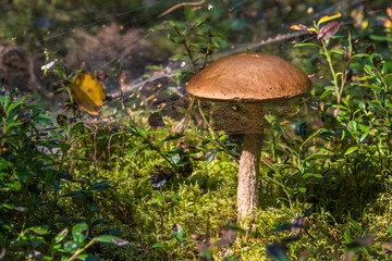 Closeup of an Edible Mushroom on a Forest Floor in the Summer in Latvia