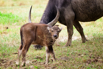 Fototapeta premium Image of buffalo mother and little buffalo on the natural background. Wildlife Animals.