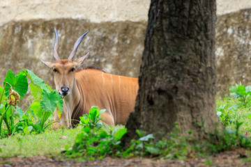 Image of Common eland, Eland, Southern eland, Eland antelope(Taurotragus oryx)
