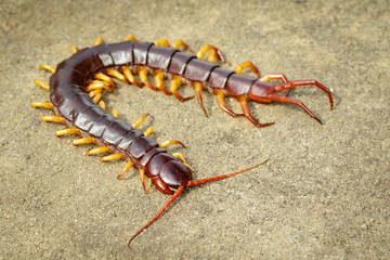 Image of centipedes or chilopoda on the ground. Animal. poisonous animals.