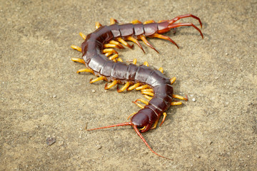 Image of centipedes or chilopoda on the ground. Animal. poisonous animals.