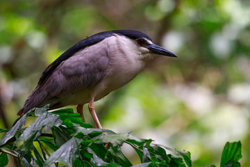 Image of Little Heron (Butorides striatus) on nature background. Bird. Animal.
