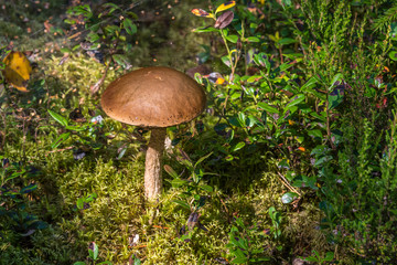 Closeup of an Edible Mushroom on a Forest Floor in the Summer in Latvia