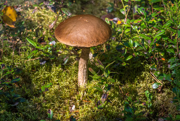 Closeup of an Edible Mushroom on a Forest Floor in the Summer in Latvia