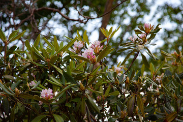 Pennsylvania Mountain Laurel Blooming During Spring