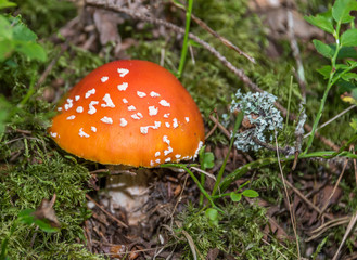 Toadstool Mushroom Growing on a Forest Floor