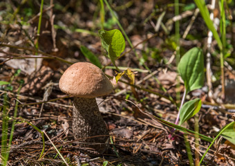 Closeup of a Mushroom on a Forest Floor in the Summer in Latvia