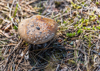 Toadstool Mushroom Growing on a Forest Floor