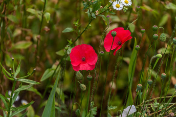 Red Poppies Growing in a Garden on a Sunny Day